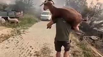 Yangından kurtardığı keçiyi sırtında taşıdı