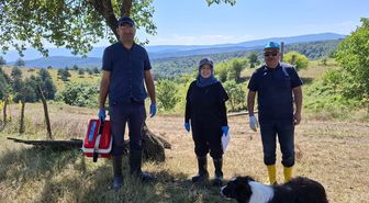 Yaylada küçükbaş hayvanlara aşılama ve küpeleme yaptılar