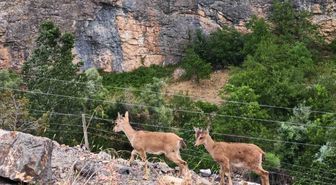 Yerinde duramayan yavru yaban keçilerinin kayalar üzerindeki oyunu kamerada