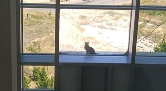 16 metre yükseklikte mahsur kalan kedi, kafes yöntemiyle kurtarıldı