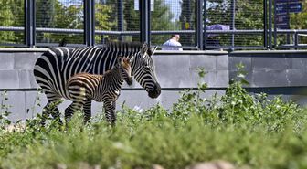 Ankara'daki 'Doğal Yaşam Parkı'nın yeni üyesi yavru zebra için isim anketi