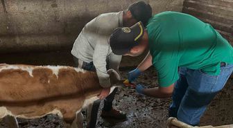 Aydıntepe’de ikinci tur buzağı küpeleme ve aşılama çalışmaları tamamlandı