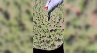 Balıkesir Susurluk'ta orman yangınına havadan ve karadan müdahale