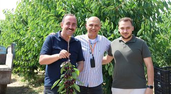 İncesu ilçesinde kiraz hasadı başladı