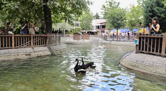 Kuğulu Park’ta 4 yeni yavru kuğu dünyaya geldi