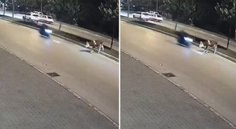 Motosikletlinin önüne bir anda çıktı: Zavallı hayvan olduğu yerde can verdi