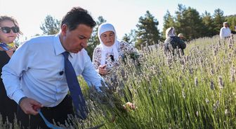 Muğla'da Koku Vadisi'nde lavanta hasadı başladı