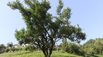 Rize'de yaklaşık 70 yıldır budanmayan çay ağacı görenlerin ilgisini çekiyor