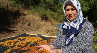 Satılamayan kirazlar kurutularak kışlık çereze dönüştürülüyor