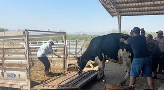 Aydın'daki orman yangını 3'üncü gününde