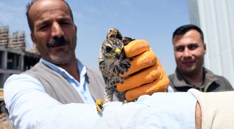 Kars'ta inşaat işçilerinin bulduğu yavru gökdoğan koruma altına alındı