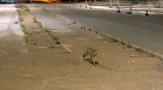 Sivas’ta kokoreçcinin müdavimi tilki, bazen orada yiyor bazen de ’paket yaptırıyor’