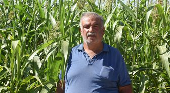 Sorgun otu Malatya'da hayvancılığın kaba yem ihtiyacına alternatif oldu