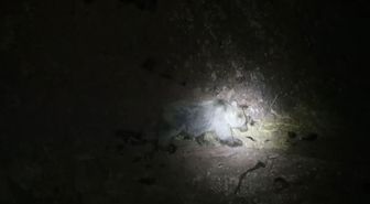 Tunceli’de gece kamerasında domuz ve ayı aynı anda görüntülendi