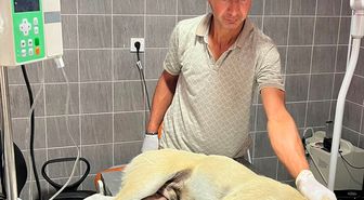 Bilecik'te aracın çarptığı köpek tedavi altına alındı