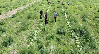 Karpuz hasadına başlayan Yozgatlı üretici: “Çiftçiliğin sürdürebilir bir tarafı kalmamış”