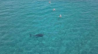 Yunus, Alanya'da Turistlerle Yüzdü