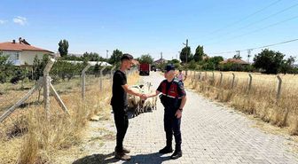 Yozgat'ta Kaybolan 15 Küçükbaş Hayvan Jandarma Sayesinde Bulundu