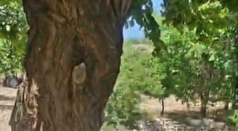 Kayısı Ağacı Doğal Kovana Dönüştü