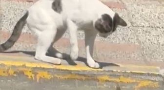 Silivri'de kedi-kertenkele kavgası kamerada