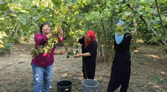 Düzce'de Kadınlar İmece Usulüyle Fındık Hasadına Başladı