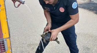 Eskişehir'de Yangından Kurtarılan Kaplumbağa Doğaya Bırakıldı