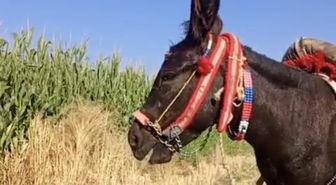 Kahramanmaraş'ta Vefalı Güllü: Biberonla Meyve Suyu İçen Eşek Sosyal Medyayı Sallıyor