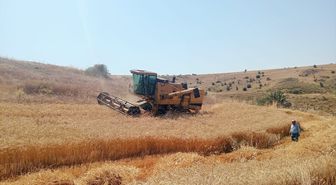 Merzifon'da Hububat Hasatında Biçerdöver Denetimleri Sürüyor