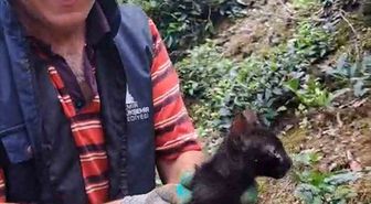 Rize'de Boruya Sıkışan Kedi Çay Üreticileri Tarafından Kurtarıldı