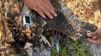 Kırklareli'nde Bir İlk: Yavru Küçük Akbabalara GPS'li Halka Takıldı