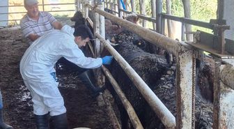 Simav'da Uruguay'dan Gelen Besilik Sığırların Sağlık ve Gümrük İşlemleri Titizlikle Yürütülüyor