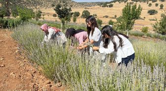 Mardin'de 40 Yıllık Atıl Arazi Kadınların Emeğiyle Lavanta Bahçesine Dönüştü