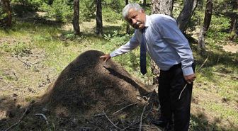 Yozgat'ta Dev Karınca Yuvaları Şaşkınlık Yarattı