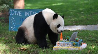 Dev Panda Bao Li, Washington'da Beşinci Yaş Gününü Kutladı