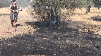 Edremit'te çöplük yangını zeytinliğe sıçradı