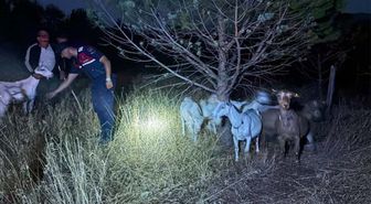 Kayıp Keçiler Jandarma Tarafından Bulundu