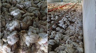 Çiftliğin havalandırma sistemi bozuldu! Binlerce hayvan telef oldu