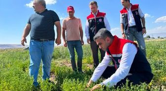Erzurum'da bakliyat atağı: Mercimek tarlaları denetlendi