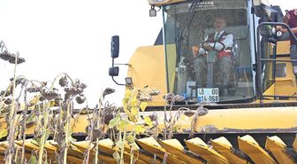 Osmaniye'de ayçiçeği rekoltesi 44 bin 650 ton bekleniyor