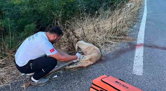 Ambulans ekibinden yaralı köpeğe duyarlı müdahale