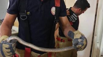 Antakya'da Yılanlar Doğal Yaşam Alanlarına Bırakıldı