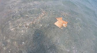 Akdeniz'de Mikroplastik Tehlikesi: Meltem Rüzgarları Kıyıya Plastik Atık Taşıyor