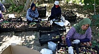 Havran Siyah İnciri Hasadı Başladı