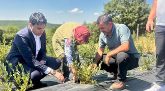 Pazaryeri Kaymakamı Yaban Mersini Hasadını Yerinde İnceledi