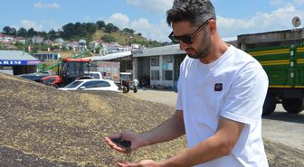 Havza'da kanola hasadı tamamlandı: 17 bin ton rekolte bekleniyor