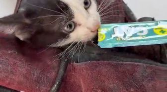 Yavru Kedi, Motor Boşluğuna Girdi; Ustalar Sayesinde Kurtarıldı