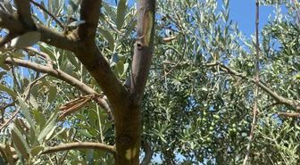 Menteşe'de Zeytin Hastalıklarına Karşı Saha Denetimleri Sürüyor