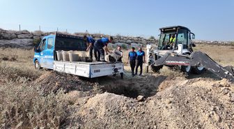 Mersin'de sağlıksız midye dolması operasyonu: 200 kilogram imha edildi