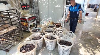 Mersin'de 200 kg bozuk midye dolma imha edildi