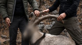 Siirt'te 5 Yaban Keçisini Yasa Dışı Avlayanlara Ceza